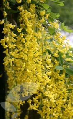 Laburnum × Watereri 'Vossii' -KANG Plants Shop tr0000004043 card4 lg