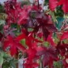 Liquidambar Styraciflua 'Worplesdon' -KANG Plants Shop tr0000004100