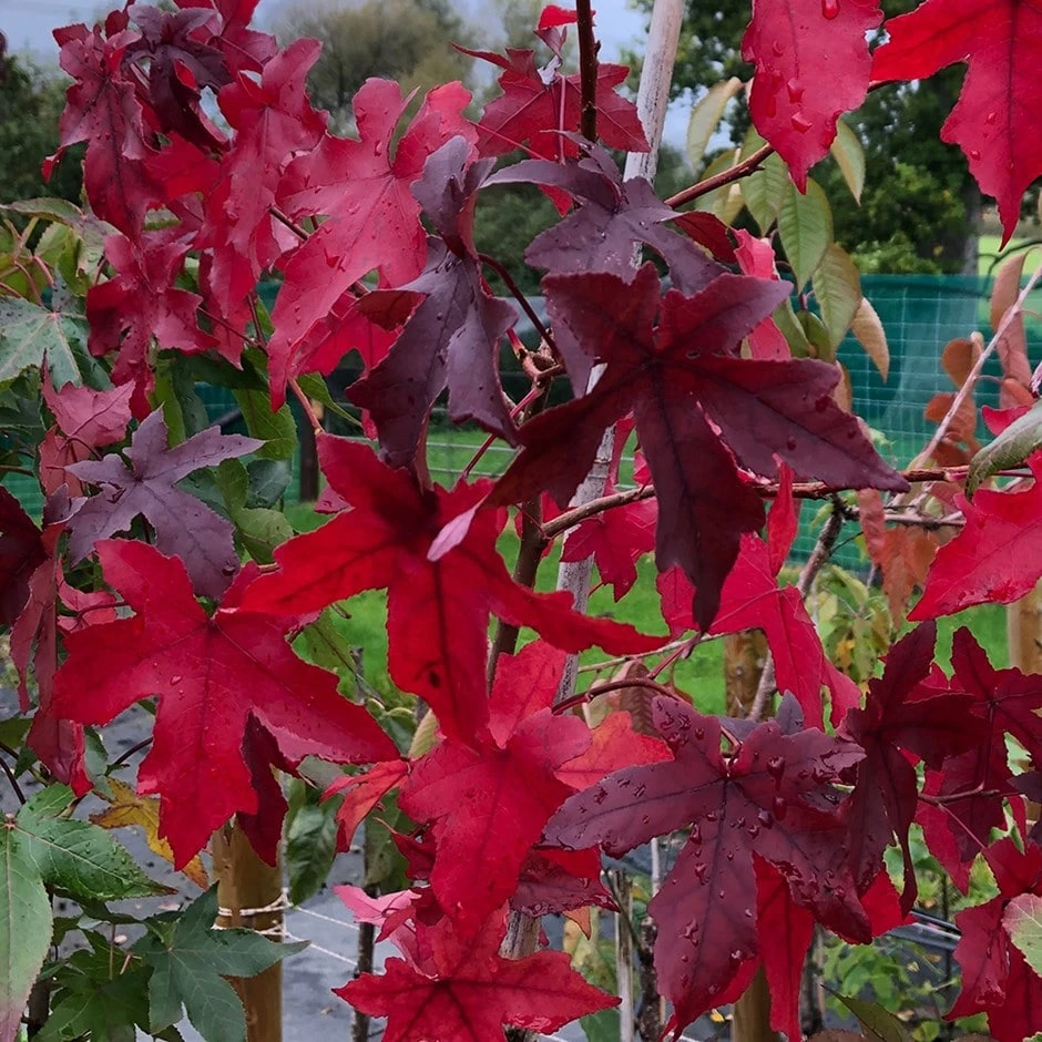 Liquidambar Styraciflua 'Worplesdon' 3 Liquidambar Styraciflua 'Worplesdon'