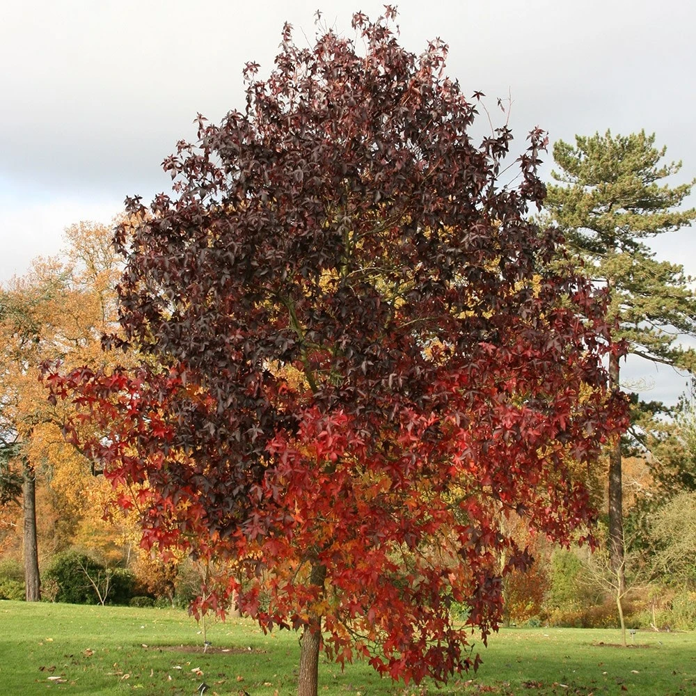 Liquidambar Styraciflua 'Worplesdon' 4 Liquidambar Styraciflua 'Worplesdon' - Image 2
