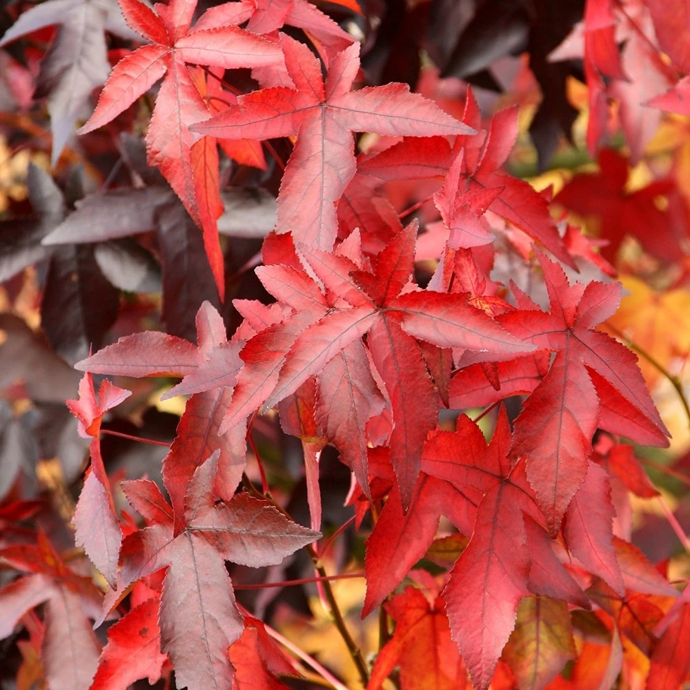 Liquidambar Styraciflua 'Worplesdon' 5 Liquidambar Styraciflua 'Worplesdon' - Image 3