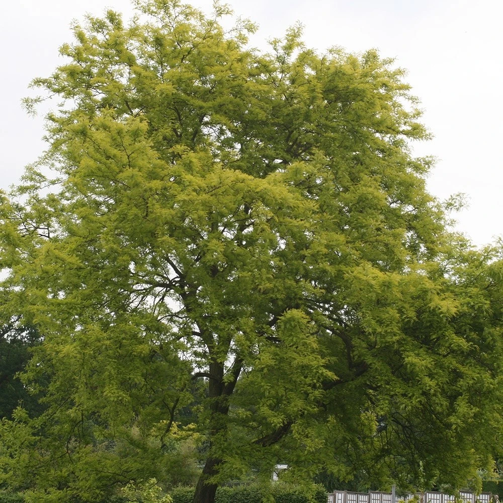 Gleditsia Triacanthos F. Inermis 'Sunburst' 4 Gleditsia Triacanthos F. Inermis 'Sunburst' - Image 2