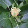 Liriodendron Tulipifera -KANG Plants Shop tr0000004577