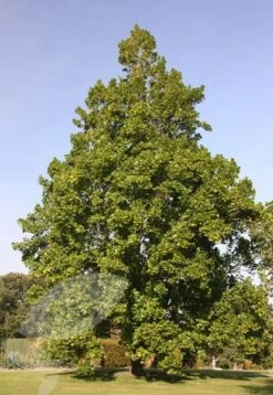 Liriodendron Tulipifera -KANG Plants Shop tr0000004577 card2 lg