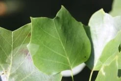 Liriodendron Tulipifera -KANG Plants Shop tr0000004577 card4 lg