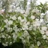 Malus 'Evereste' 1 Malus 'Evereste' -KANG Plants Shop tr0000004583