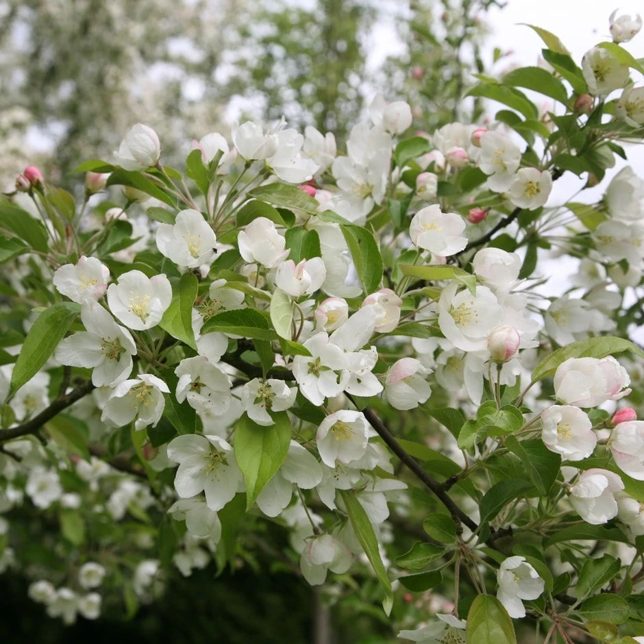 Malus 'Evereste' 3 Malus 'Evereste'