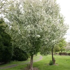 Malus 'Evereste' 7 Malus 'Evereste' -KANG Plants Shop tr0000004583 card2 lg