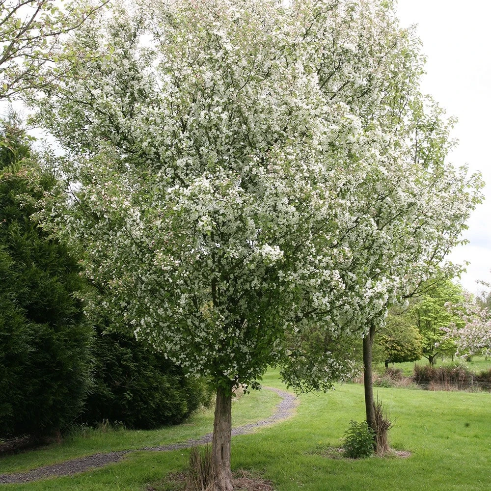 Malus 'Evereste' 4 Malus 'Evereste' - Image 2