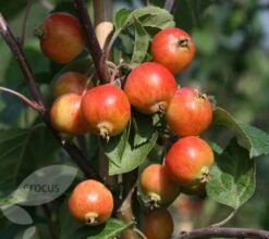 Malus 'Evereste' 8 Malus 'Evereste' -KANG Plants Shop tr0000004583 card3 lg