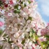 Malus × Floribunda -KANG Plants Shop tr0000004584
