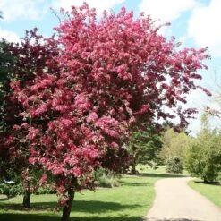 KANG Plants Shop -KANG Plants Shop tr0000004592 card2 lg