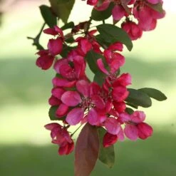 Malus × Moerlandsii 'Profusion Improved' -KANG Plants Shop tr0000004592 card3 lg