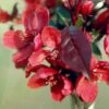 Malus 'Royalty' -KANG Plants Shop tr0000004595
