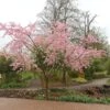Prunus 'Accolade' -KANG Plants Shop tr0000004619