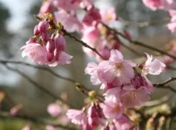 Prunus 'Accolade' -KANG Plants Shop tr0000004619 card4 lg