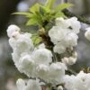 Prunus Avium 'Plena' -KANG Plants Shop tr0000004622