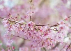 Prunus × Incam 'Okamé' -KANG Plants Shop tr0000004630 card2 lg