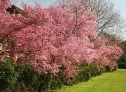 Prunus × Incam 'Okamé' -KANG Plants Shop tr0000004630 card3 lg