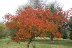 Prunus × Incam 'Okamé' -KANG Plants Shop tr0000004630 card4 lg