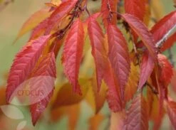 Prunus × Incam 'Okamé' -KANG Plants Shop tr0000004630 card5 lg