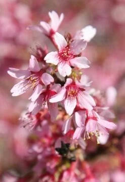 Prunus × Incam 'Okamé' -KANG Plants Shop tr0000004630 card6 lg