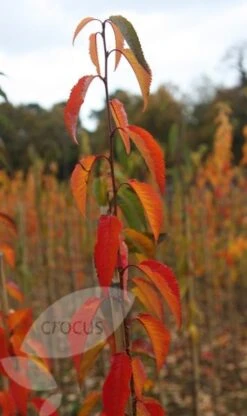 Prunus 'Pandora' -KANG Plants Shop tr0000004635 card2 lg