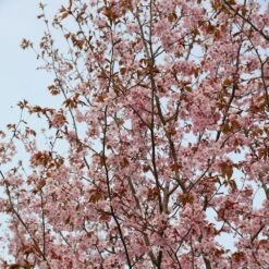 Prunus Sargentii 8 Prunus Sargentii -KANG Plants Shop tr0000004638 card4 lg