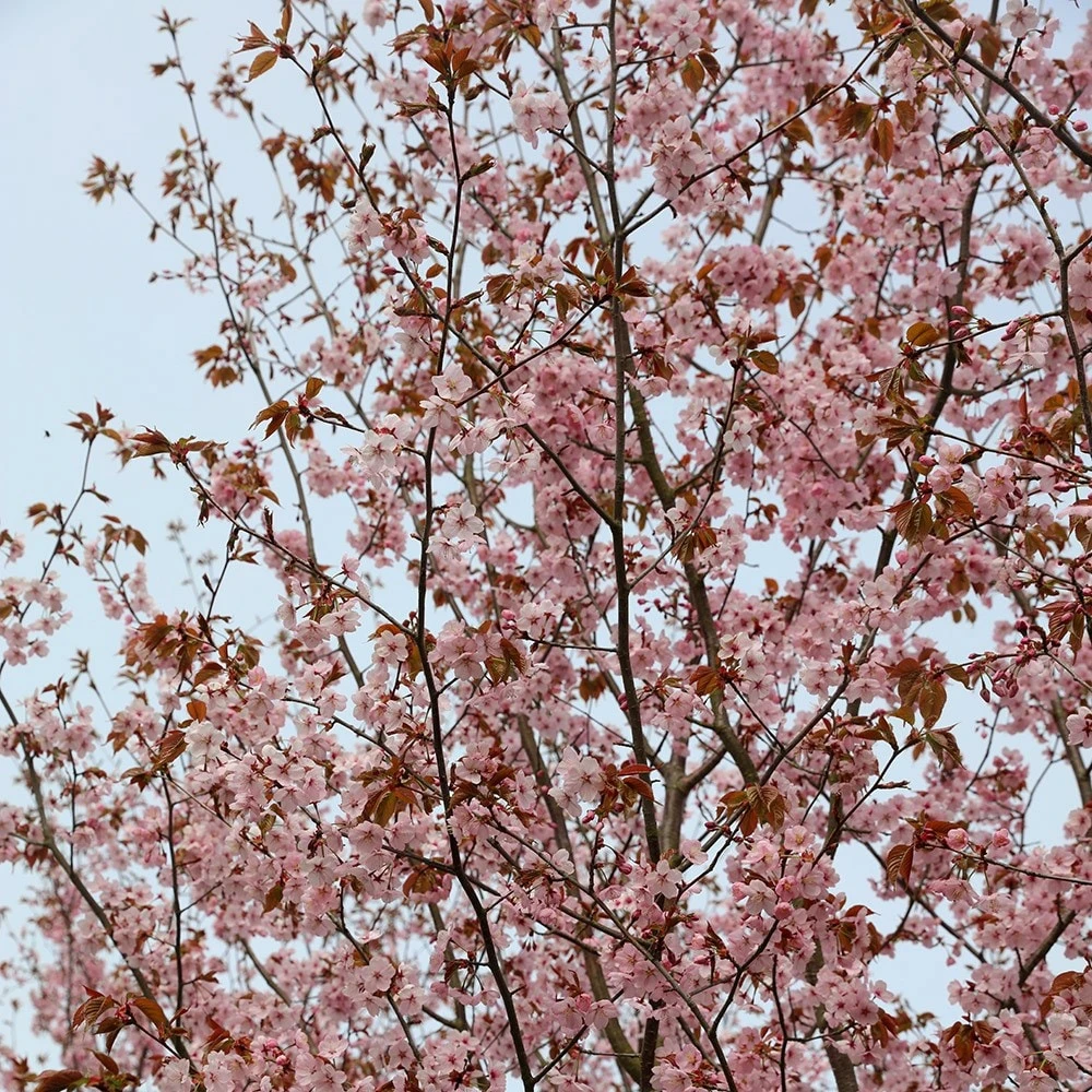 Prunus Sargentii 5 Prunus Sargentii - Image 3