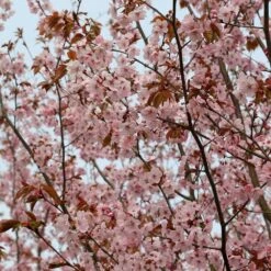 Prunus Sargentii 9 Prunus Sargentii -KANG Plants Shop tr0000004638 card5 lg