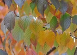 Prunus Serrula 9 Prunus Serrula -KANG Plants Shop tr0000004639 card3 lg