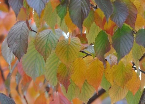 Prunus Serrula 5 Prunus Serrula - Image 3