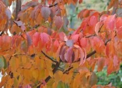 Prunus Serrula 10 Prunus Serrula -KANG Plants Shop tr0000004639 card4 lg