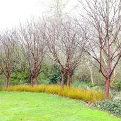 Prunus Serrula 11 Prunus Serrula -KANG Plants Shop tr0000004639 card5 lg