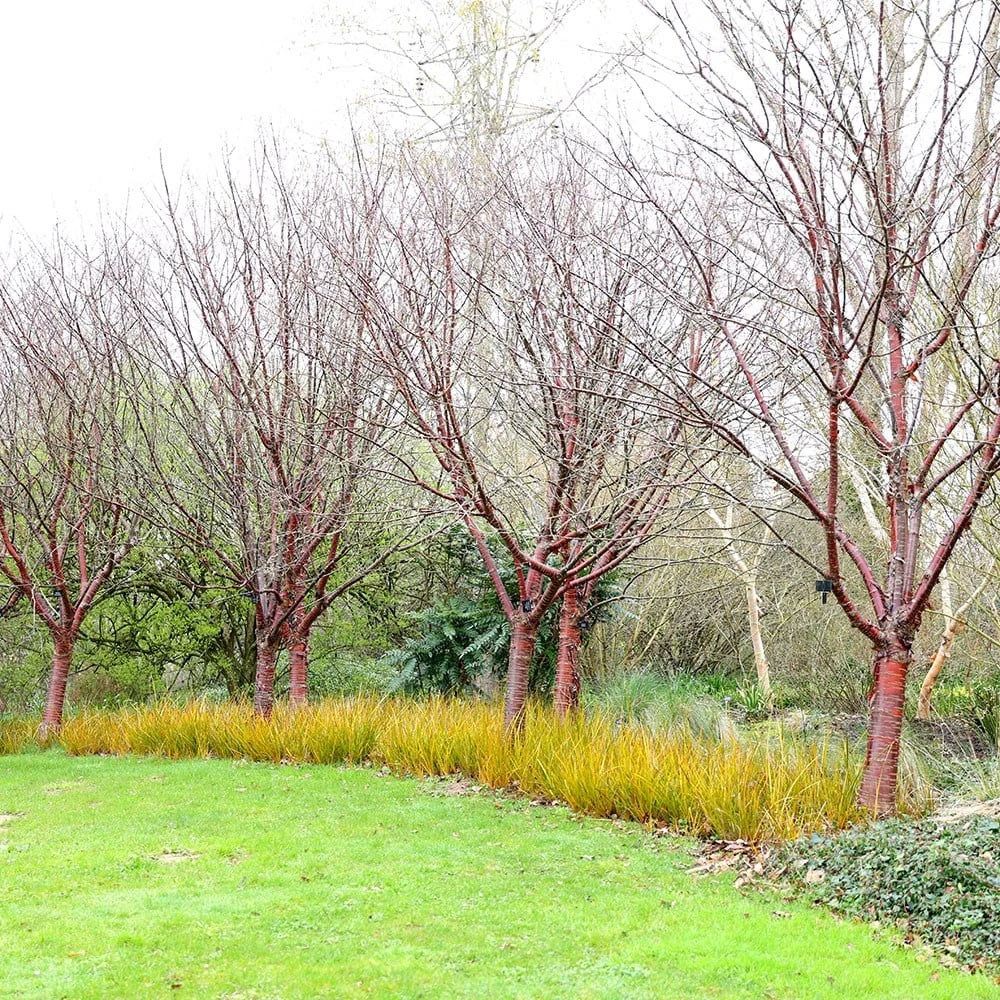 Prunus Serrula 7 Prunus Serrula - Image 5