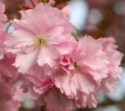 Prunus 'Kanzan' -KANG Plants Shop tr0000004641 card3 lg