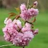 Prunus 'Kiku-shidare-zakura' 2 Prunus 'Kiku-shidare-zakura' -KANG Plants Shop tr0000004643
