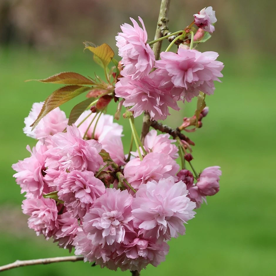 Prunus 'Kiku-shidare-zakura' 3 Prunus 'Kiku-shidare-zakura'