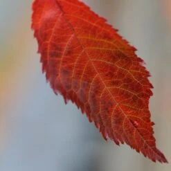 Prunus 'Kiku-shidare-zakura' 9 Prunus 'Kiku-shidare-zakura' -KANG Plants Shop tr0000004643 card3 lg