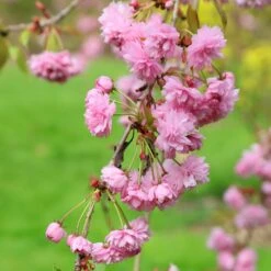 Prunus 'Kiku-shidare-zakura' 11 Prunus 'Kiku-shidare-zakura' -KANG Plants Shop tr0000004643 card5 lg
