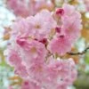 Prunus 'Pink Perfection' -KANG Plants Shop tr0000004644