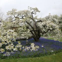 Prunus 'Shirotae' -KANG Plants Shop tr0000004646 card2 lg