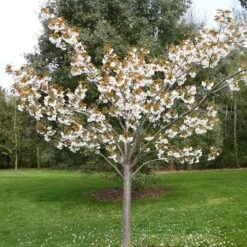 KANG Plants Shop -KANG Plants Shop tr0000004647 card2 lg