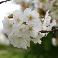 Prunus 'Tai-haku' -KANG Plants Shop tr0000004647 card3 lg