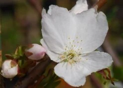 Prunus 'Tai-haku' -KANG Plants Shop tr0000004647 card4 lg