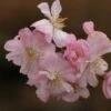 Prunus × Subhirtella 'Autumnalis Rosea' 2 Prunus × Subhirtella 'Autumnalis Rosea' -KANG Plants Shop tr0000004651