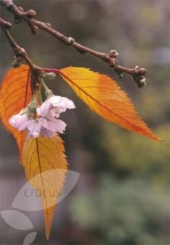 Prunus × Subhirtella 'Autumnalis Rosea' -KANG Plants Shop tr0000004651 card3 lg