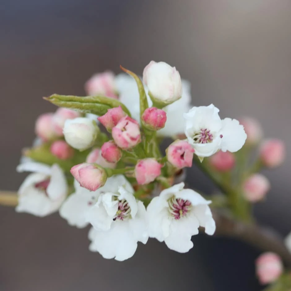 Pyrus Calleryana 'Chanticleer' 3 Pyrus Calleryana 'Chanticleer'