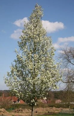 Pyrus Calleryana 'Chanticleer' 7 Pyrus Calleryana 'Chanticleer' -KANG Plants Shop tr0000004667 card2 lg