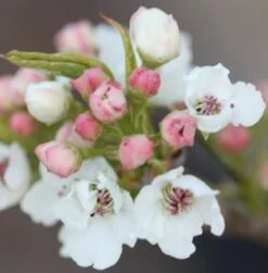 Pyrus Calleryana 'Chanticleer' 9 Pyrus Calleryana 'Chanticleer' -KANG Plants Shop tr0000004667 card4 lg